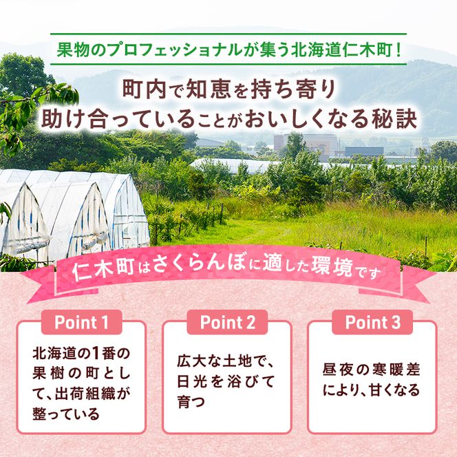 先行受付 さくらんぼ 佐藤錦 300g×2P 計600g Lサイズ 北海道 仁木町　国産 旬のフルーツ 旬の果物 デザートサクランボ チェリー フルーツ 果物 果物類 仁木 [カムナビファーム]