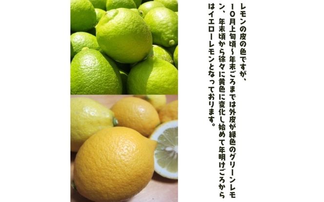 紀州和歌山 ご家庭用 有田 レモン 3kg+200g(痛み補償分)【防腐剤・ワックス不使用】【農家直送】【訳あり】 ※着日指定不可 ※2026年9月下旬～2027年3月下旬に順次発送予定【ard189A】