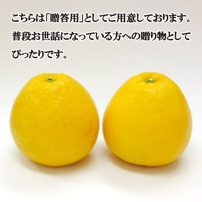 【先行予約】  贈答用 河内晩柑 5kg 10000円 みかん かわちばんかん 愛南ゴールド あいなん ゴールド 夏 文旦 和製 グレープフルーツ 家庭用 産地直送 国産 農家直送 期間限定 ビタミン 健康 おいしい 特産品 ゼリー ジュース アイス 等に 人気 限定 さわやか 甘い フルーツ 果物 柑橘 mikan 蜜柑 ミカン ギフト プレゼント おすそわけ 吉田農園 愛南町 愛媛県