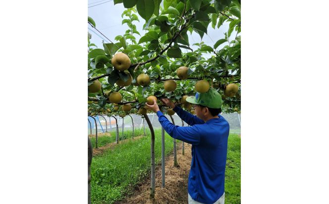 【先行予約】岸田秀果園 王秋 (ギフト用)5kg 313726_CY016