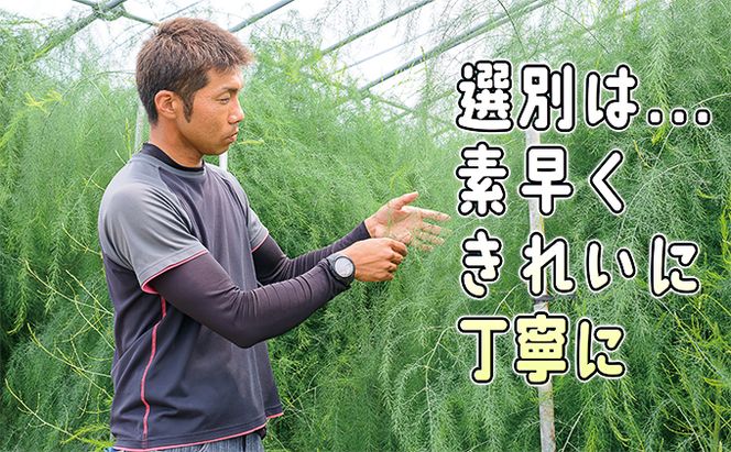 アスパラ 北海道 約1.5kg！朝採り 露地限定グリーンアスパラ（M・Sサイズ混合）［ほりぐち農園］※2026年5月中旬出荷開始先行予約  野菜 アスパラガス 旬 とれたて お取り寄せ 産地直送 