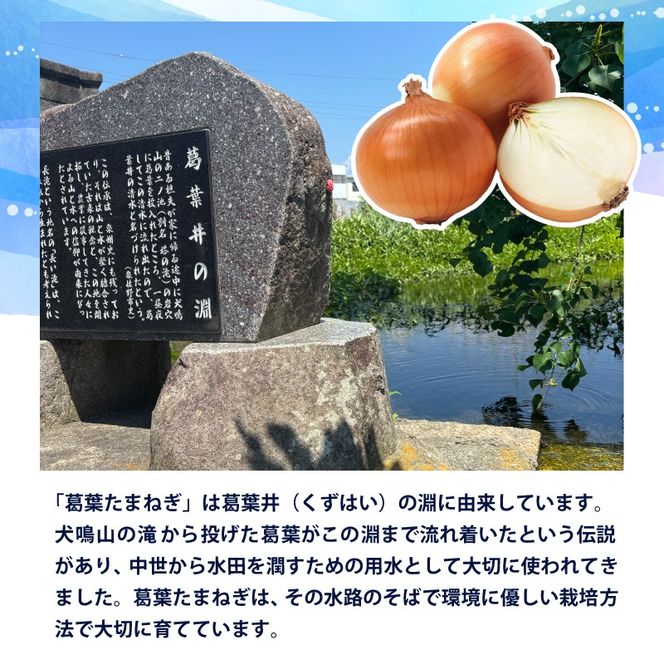 010B1965 葛葉玉ねぎ 3kg【10玉程度 泉佐野市 泉州たまねぎ 肉厚 甘い】
