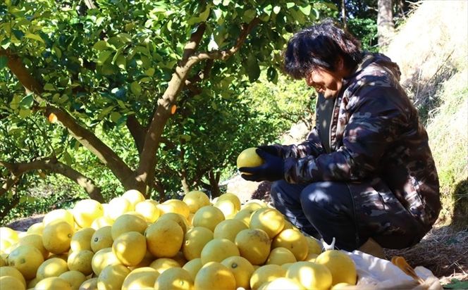 香る！さっぱり！岡林さんの土佐文旦　贈答用5kg