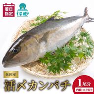 延岡産活〆鮮魚　職人技の脱血鮮魚　カンパチ　N019-YZD0118　請関水産