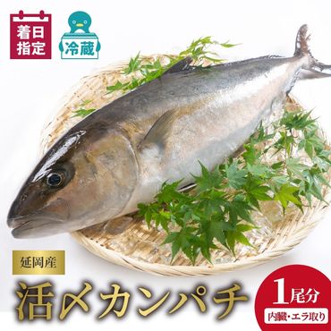 延岡産活〆鮮魚　職人技の脱血鮮魚　カンパチ　N019-ZD0118　請関水産