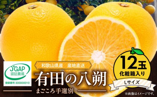 【2027年先行予約】和歌山県産 有田の八朔 (はっさく) 化粧箱入り 【Lサイズ】12個入り まごころ手選別 _ZE6079n