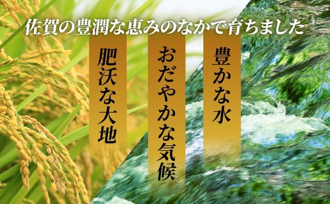 【11月発送】令和8年産 新米 さがびより 佐賀県産（精米）5kg