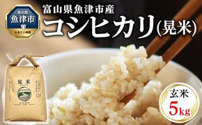 【令和8年度米】【農家直送】環境配慮「魚津のコシヒカリ（晃米）」5kg（玄米） ｜ 新米 MK農産 玄米 銘柄米 ブランド米 ご飯 おにぎり お弁当 和食 主食 国産 産地直送 甘み 香り もちもち ※2026年10月～発送