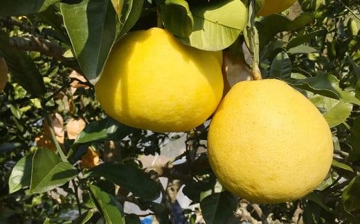 【先行受付】特別栽培パール柑（天草文旦） 9kg サイズミックス パール柑 文旦 天草文旦 柑橘 フルーツ 果物 果実 九州産 熊本県産【2026年2月下旬から4月上旬発送予定】