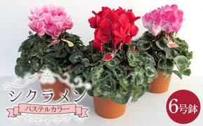 シクラメンパステルカラー6号鉢(18cm) ますだ農園【お届け11月～12月】 F4N-2805