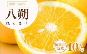 八朔(はっさく)約10kg サイズおまかせ　紀伊国屋文左衛門本舗 ※2027年1月下旬～4月上旬頃に発送予定【kztb411C】