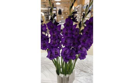 グラジオラスの花束 15本セット ※2026年6月上旬～7月上旬頃に順次発送予定 ※離島への配送不可