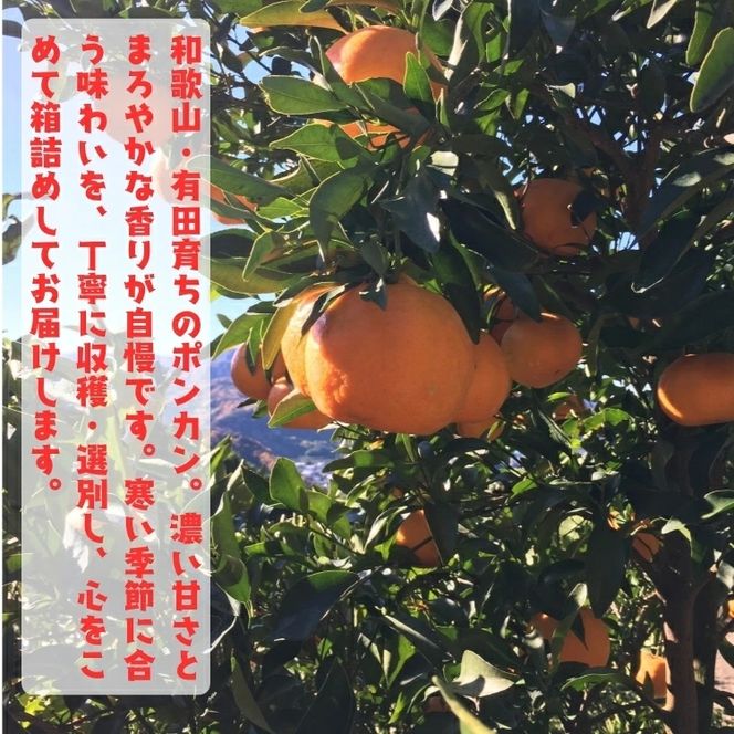 【ふるさと納税】【先行予約】極甘 柑橘 特選 濃厚 ポンカン5kg+200g(傷み補償分) / みかん 柑橘 果物 フルーツ 甘い 和歌山 晩柑 有田 ※2027年1月上旬～2月下旬に順次発送 ※北海道・沖縄・その他離島地域は発送不可 【ard008-p-5A】