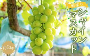 ［先行予約］朝採りシャインマスカット 約2kg ［2026年8月中旬以降順次発送］  	AZ06