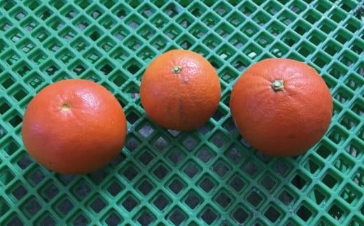 訳あり品 サイズ混合 ご家庭用 岡農園のセミノール9kg【2026年3月下旬から4月下旬までに順次発送】 / セミノール わけあり 訳あり 家庭用 みかん 蜜柑 数量限定 ミカン【mok004B】