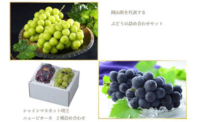 ぶどう 2026年 先行予約 ニュー ピオーネ 1房 約400g シャイン マスカット 晴王 1房 約400g 詰め合わせ 岡山県産 国産 フルーツ 果物 ギフト 