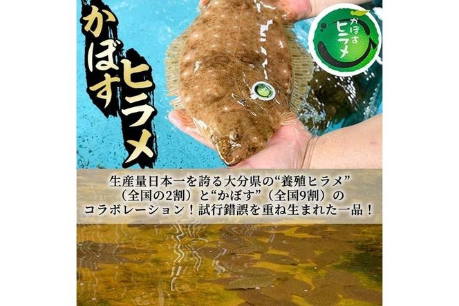  かぼすヒラメ (1尾・約1kg前後) ひらめ 平目 直送 漁師 養殖 魚 鮮魚 白身魚 獲れたて 刺身 煮つけ 唐揚げ 塩焼き 冷蔵 国産 大分県 佐伯市 蒲江産【CX02】【大分県漁業協同組合】