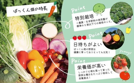 【 早期受付 4回定期便 】 とれたて 新鮮 ぱっくん畑のおくりもの 農家直送 秋・冬 野菜セット 約5種類 国産 野菜 やさい 予約 高知県 高知 しまんと 四万十市 限定 お取り寄せ 【2026年11月～2027年2月まで毎月1回配送】26-055