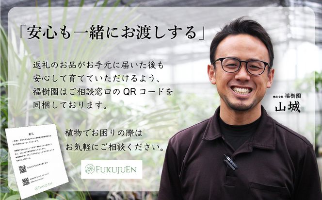 沖縄の観葉植物 人気のフィカス アルテシマ8号 シュエット鉢ポット