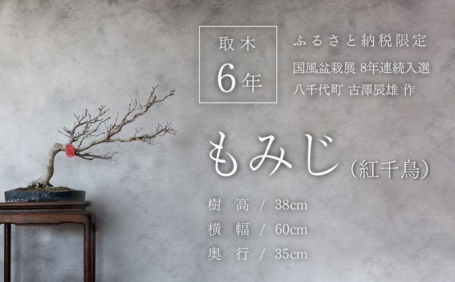 y錧㒬zyӂvizyzy_zy~͓WIz R݂ ݂ ig璹j VCY 