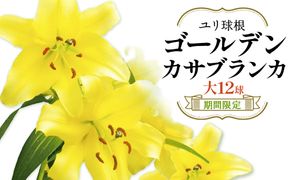 【ふるさと納税】【期間限定】ユリ球根　大球ゴールデンカサブランカ黄色 12球　黄花品種 花 フラワー 園芸 ガーデニング 植物 高品質 送料無料