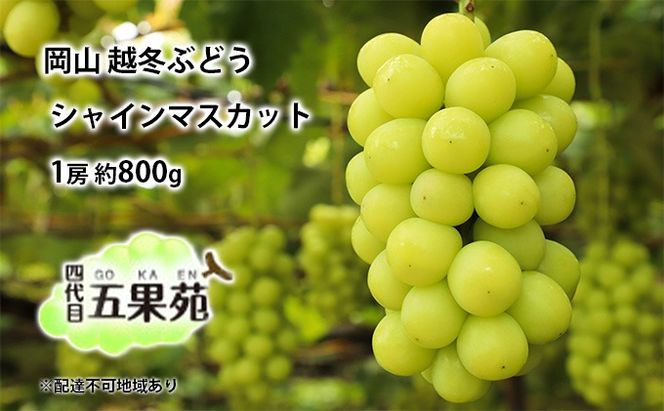 越冬 ぶどう シャイン マスカット 1房 約800g 岡山県産 四代目 五果苑