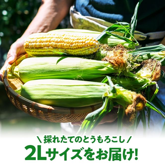 北海道産 スイート コーン めぐみゴールド 2Lサイズ 10本 2027年8月中旬～下旬頃お届け とうもろこし 恵味 めぐみ トウモロコシ 旬 野菜 産地直送 お取り寄せ 北海道 丸田農園 送料無料 洞爺湖 