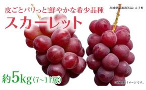 スカーレット 5kg 【2026年7月上旬発送開始】(茨城県共通返礼品：大子町) スカーレット ぶどう ブドウ 葡萄 皮ごと 希少種 フルーツ 赤い シャインマスカット 血統 贈答用 旬果 