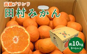 DN6015_【2026年先行予約】高級ブランド 田村みかん 秀品 10kg (S～Lサイズおまかせ） 【ミカン 蜜柑 柑橘 温州みかん 有田みかん】