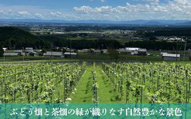 水沢（すいざわ）ワイン 日本有数のかぶせ茶の特産地で生まれた美味しいCUVÉE MOMIJI （キュベ モミジ）アッサンブラージュルージュ (2025) 750ml（限定22本お早めに）【ワイン 国産 Made in Japan 赤ワイン メルロー 辛口 日本ワイン 数量限定 国産ワイン 銘品 贈り物 ギフト プレゼント お祝い 記念日 誕生日 お取り寄せ 三重県 四日市市 ふるさと納税】