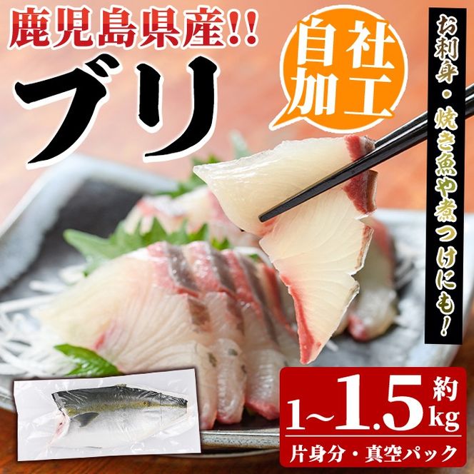 鮮度抜群！自社加工ブリ(片身分・1～1.5kg) ブリ 鰤 魚貝 魚介 海産物 刺身 焼き魚 煮つけ 真空パック【さるがく水産】a-32-6-z