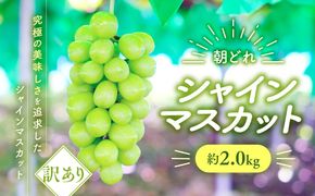 【2026年/令和8年発送分】ご家庭用シャインマスカット　2㎏　「訳あり」　人気　おすすめ　国産　　お取り寄せ　山梨県産　産地直送　フルーツ　果物　くだもの　ぶどう　ブドウ　葡萄　シャイン　シャインマスカット　新鮮　AV-22