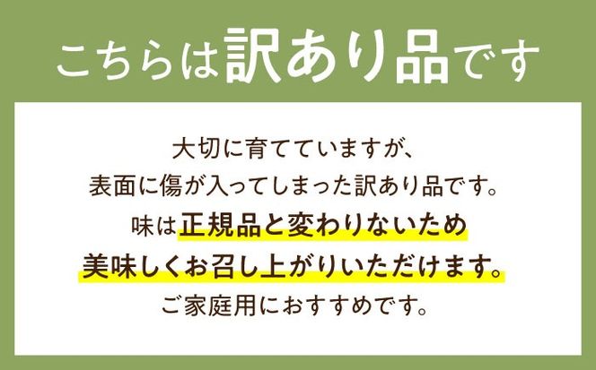 【2026年4月下旬～発送】【根強い人気!】 訳あり プリンスメロン 3箱セット（1箱 7～13玉）（傷もの）/ メロン めろん フルーツ 果物 / 南島原市 / 南島原果物屋[SCV023]