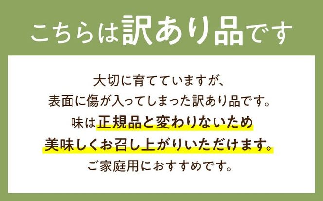 【2025年4月下旬～発送】【根強い人気!】 訳あり プリンスメロン 3箱セット（傷もの）/ メロン めろん フルーツ 果物 / 南島原市 / 南島原果物屋[SCV023]