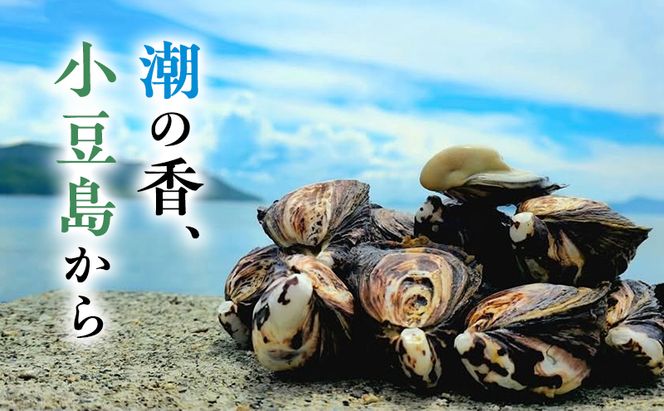 【 小豆島 】小豆島産 シマビト牡蠣　生食用殻付き牡蠣　20個　2026年1月8日以降発送 牡蠣 カキ 生牡蠣 生食用 殻付き 