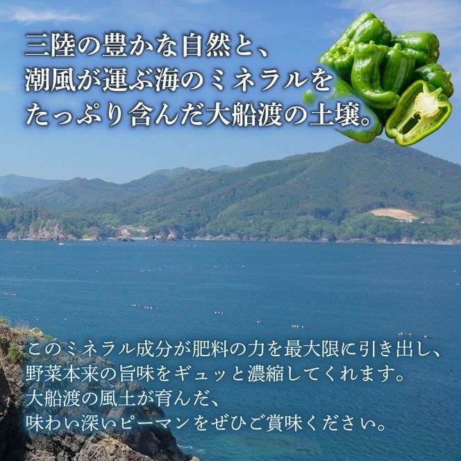 訳ありピーマン5kg [7-9月発送] 規格外 大容量 ピーマン 野菜 やさい 赤 緑 完熟 ぴーまん お裾分け 食品 旨味 ミネラル 栄養 自宅用 お試し ごはん 夕飯 おかず サラダ 被災 震災 火災 支援 大船渡 三陸 岩手県 国産