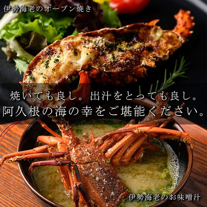 伊勢海老(約1kg) 国産 阿久根市 伊勢海老 海老 エビ えび イセエビ 海鮮 海産物 海の幸 刺身 新鮮 急速冷凍【松永青果】akn053-36