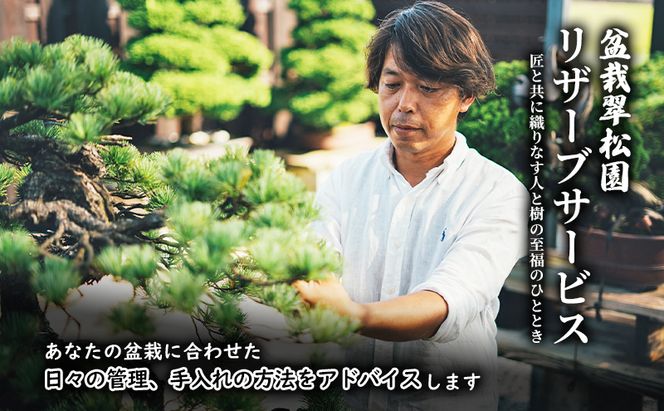 盆栽 翠松園 リザーブサービス 【あなたの盆栽に合わせた日々の管理をアドバイス】 チケット 体験チケット 