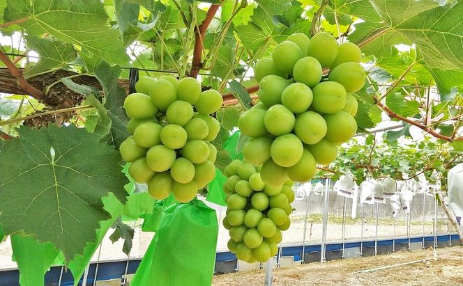 【 2026年 先行予約 】ぶどう 岡山県産 シャインマスカット 1房(約700g以上) 食べ比べ 定期便 3回 コース 《2026年9月-12月出荷》 葡萄 ブドウ 岡山県産 フルーツ 果物 数量限定 里庄町 