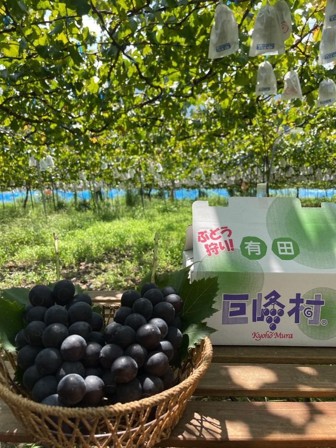 ［先行予約］和歌山 有田産 種なし BKシードレス 約1kg 2～3房 ［2026年8月下旬より順次発送予定］ DU05