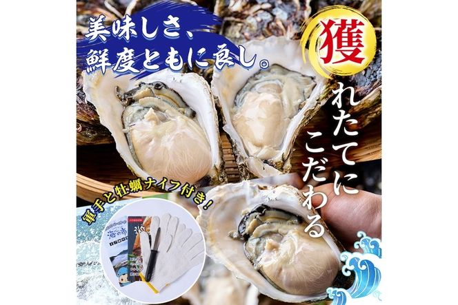 ＜先行予約受付中！2026年6月上旬より順次発送予定＞岩牡蠣 殻付き 大小混合 (約1.8kg) 冷蔵 生食不可 牡蠣 カキ かき 一粒 ひとつぶ 養殖 獲れたて 冷蔵 海の直売所 大分県 佐伯市【AS139】【海べ】