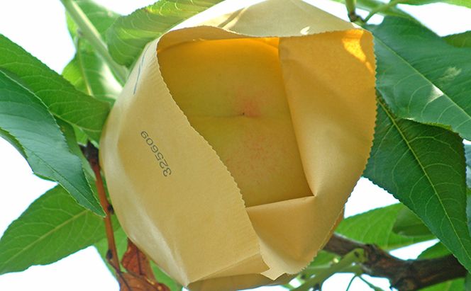 桃 2026年 先行予約 白桃 白麗 約3.0kg 10～12玉 もも 岡山県 赤磐市産 フルーツ 果物 あかいわファーマーズガーデン 果物類