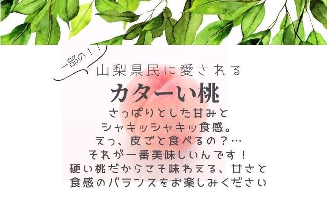 【2027年　先行予約】日本一の産地山梨県産　朝採れカターい桃 約２Kg（5～8玉） FB040