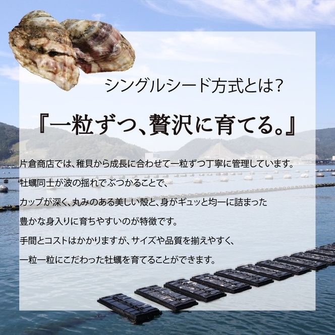 金華かき 女川オイスターファーム レギュラーサイズ 生食可 