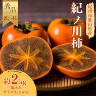紀ノ川柿  約 2kg 2L~4L(サイズおまかせ) 秀品 / カキ 甘い 美味しい 紀美野町産 ※2026年10月中旬～11月上旬に順次発送【frt504-r-kino-2】