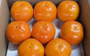 富有柿の新品種「紀州てまり」約7.5kg（22玉～32玉おまかせ） ※沖縄・離島への配送不可 【 tec976】