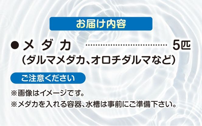 改良メダカ 5匹 ダルマメダカ メダカ オロチ 水槽 愛西市 / 株式会社プロスパージャパン[AEAK007]