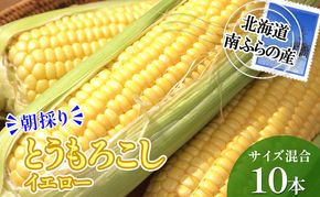 南ふらの産 朝採り とうもろこし (イエロー)【サイズ混合】10本 北海道 南富良野町 トウモロコシ とうきび トウキビ 2026年発送 先行予約 野菜 12本 コーン 