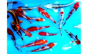 泳ぐ宝石 　観賞用錦鯉 生き物 