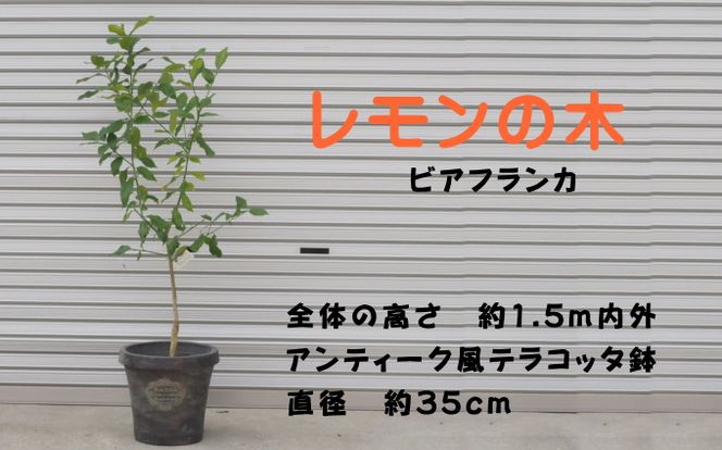 鉢植え レモンの木 ビアフランカ 大きめサイズ 配送不可 北海道 沖縄 離島 苗木 れもん 檸檬 Lemon 大きいサイズ 観葉植物 ガーデニング 花 実 香り 